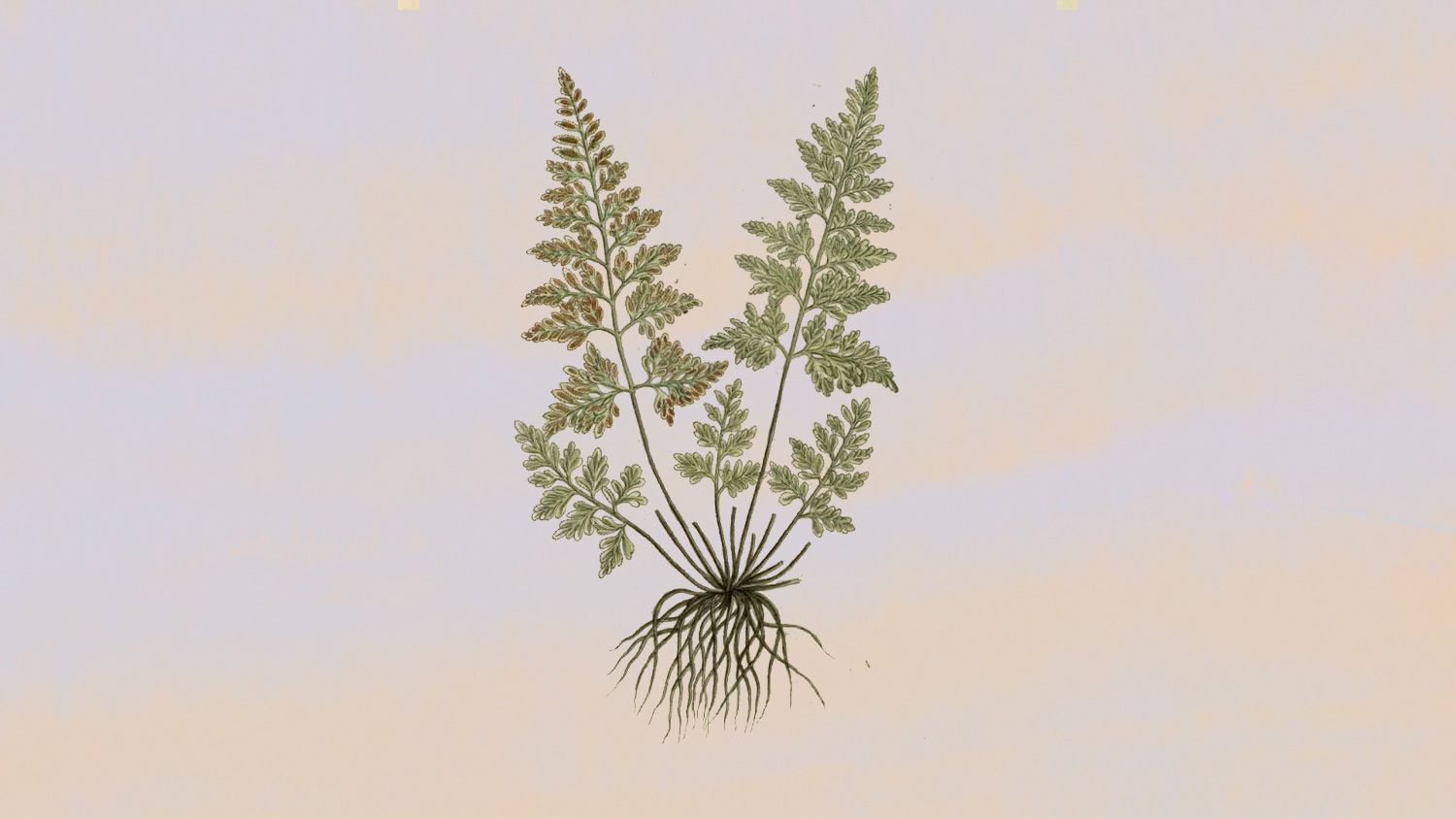 Ce que les plantes ont à vous dire