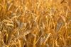 Le gluten